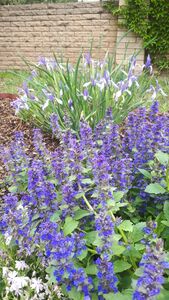 Сибирский ирис и живучка Сибирский ирис и живучка